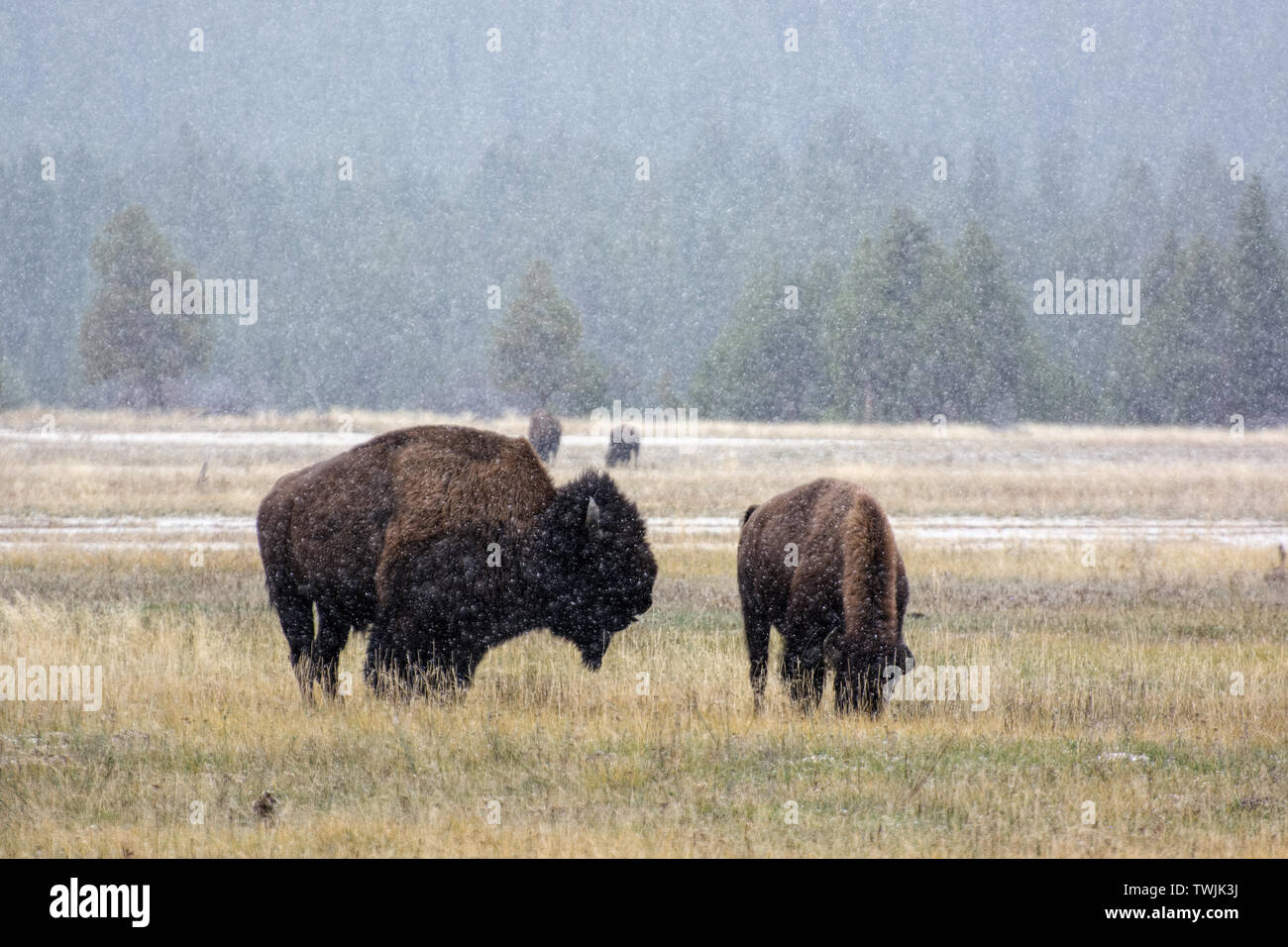 American bison (Bison bison) in the snow Stock Photo - Alamy