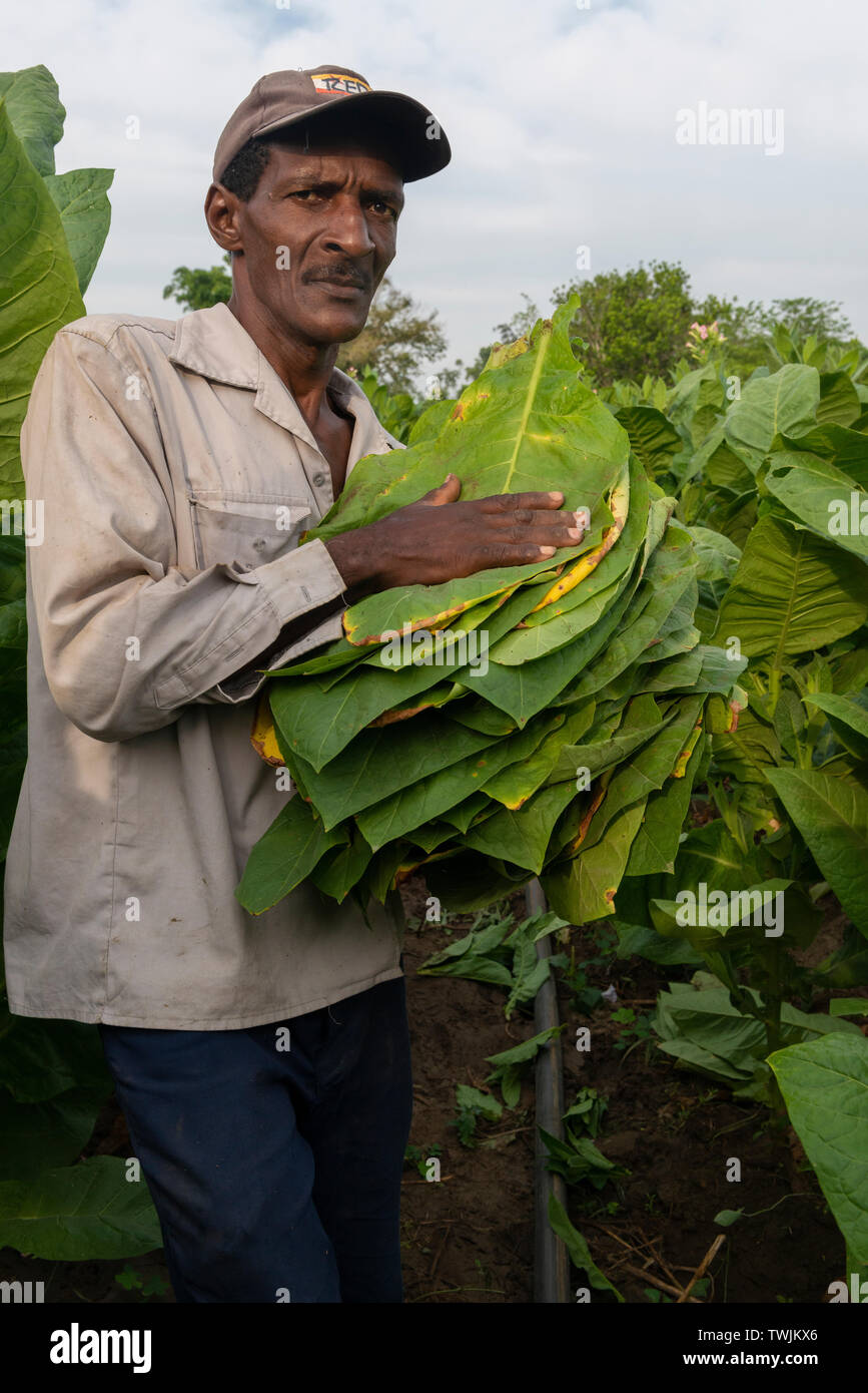 when to harvest tobacco Tobacco farmer collecting tobacco leaves at harvest time in his field in  the village of San Juan y Martinez, Pinar del Rio Province,Cuba, Caribbean  Stock Photo