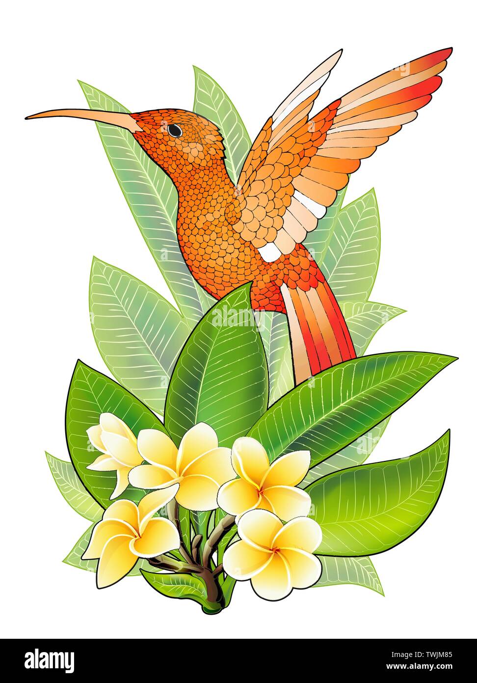 Summer design for advertising with hummingbird, tropical leaves and flowers Stock Vector