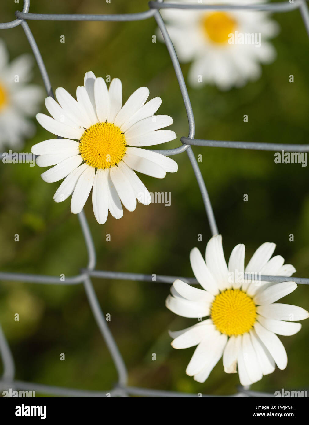Daisies flowers growing through the chain link of the fence in the yard
