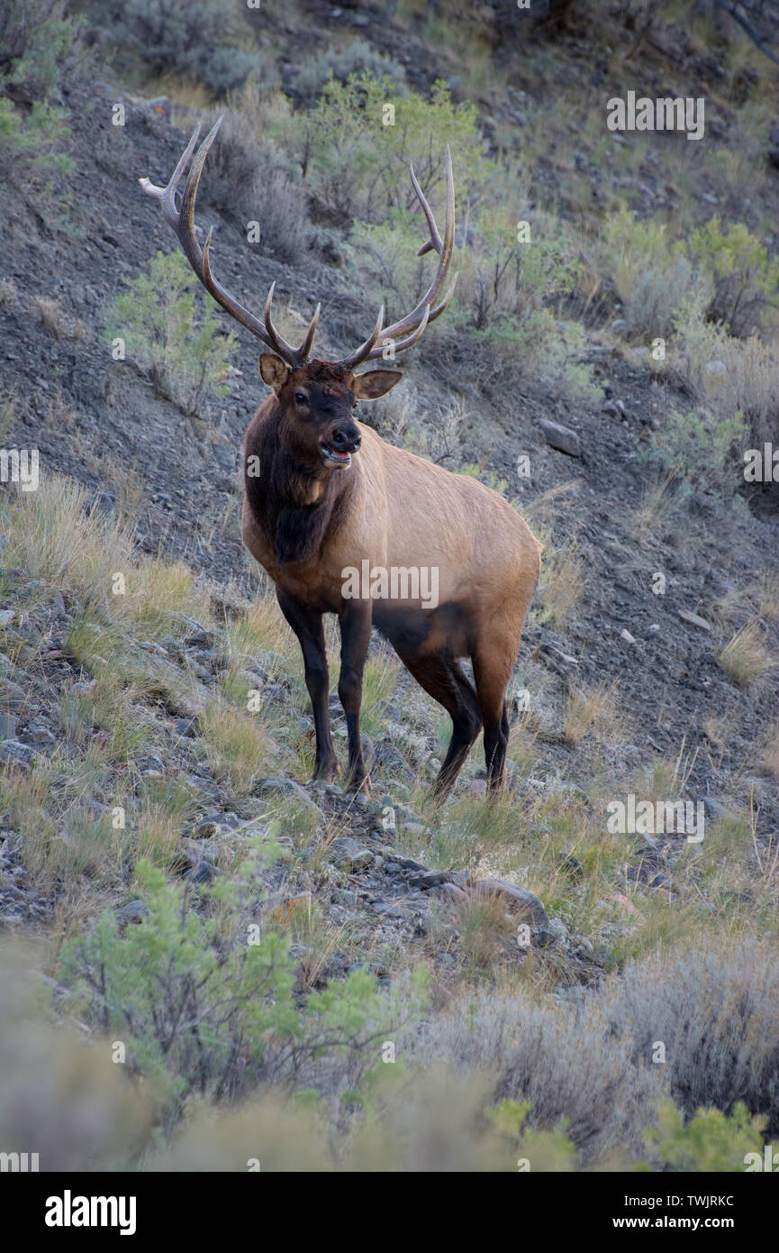 Elk or Wapiti (Cervus canadensis Stock Photo Alamy
