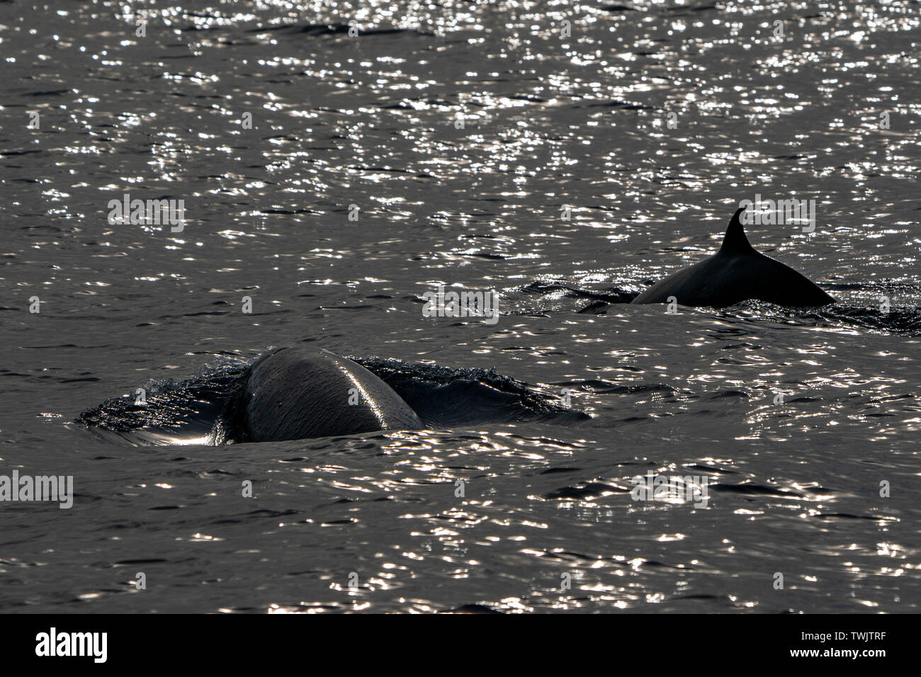 cuvier beaked whale dolphin at sunset Stock Photo