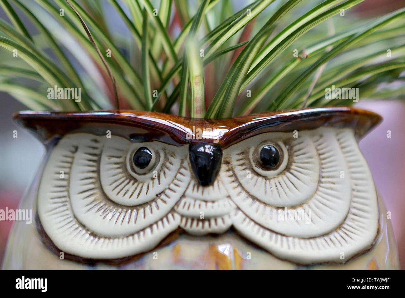 Pasay, Philippines. 21st June, 2019. An owl-shaped vase is seen during the Cactus, Succulent, and Bromeliad Festival at a mall in Pasay City, the Philippines, June 21, 2019. The four-day festival featuring plant exhibits, lectures and bazaar will run until June 23. Credit: Rouelle Umali/Xinhua/Alamy Live News Stock Photo