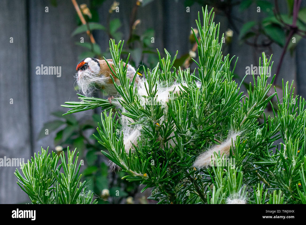 Animal behavior as a goldfinch (carduelis carduelis) wild bird collects