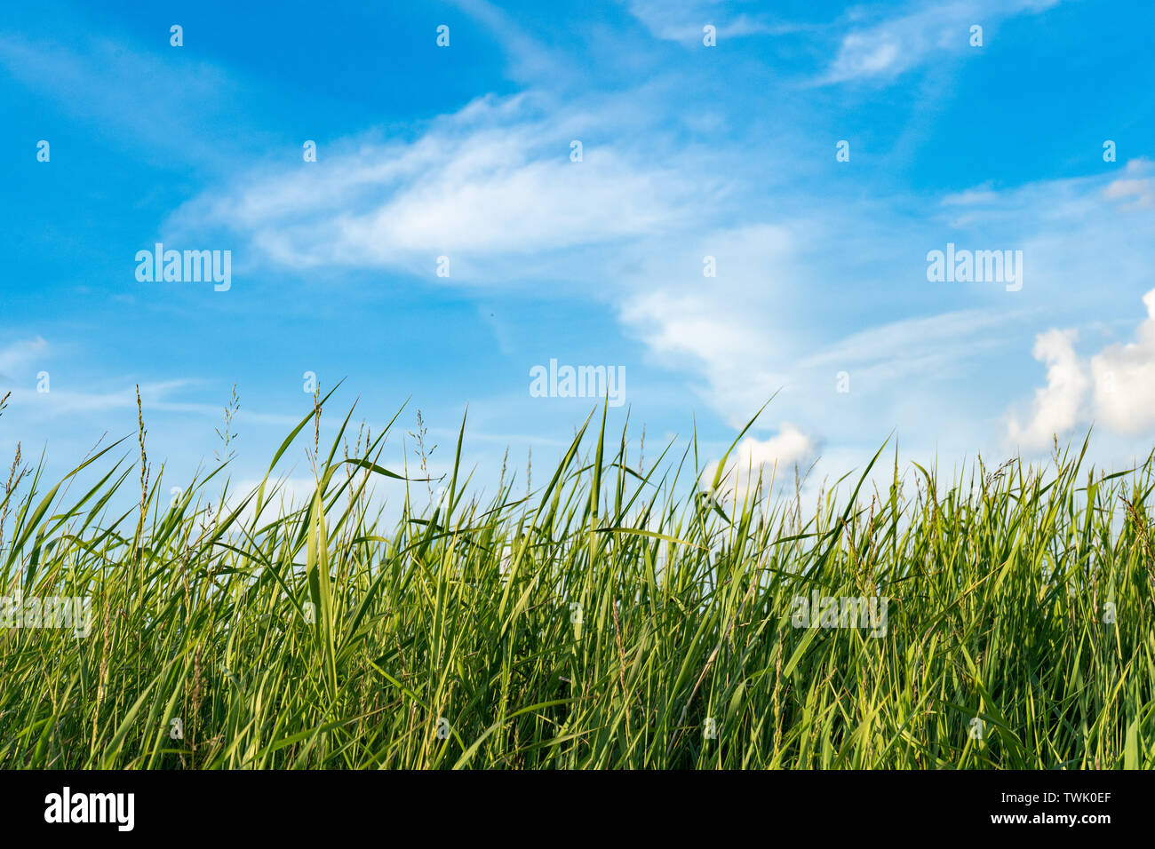 Natural wild green grass and blue sky with clouds Stock Photo - Alamy