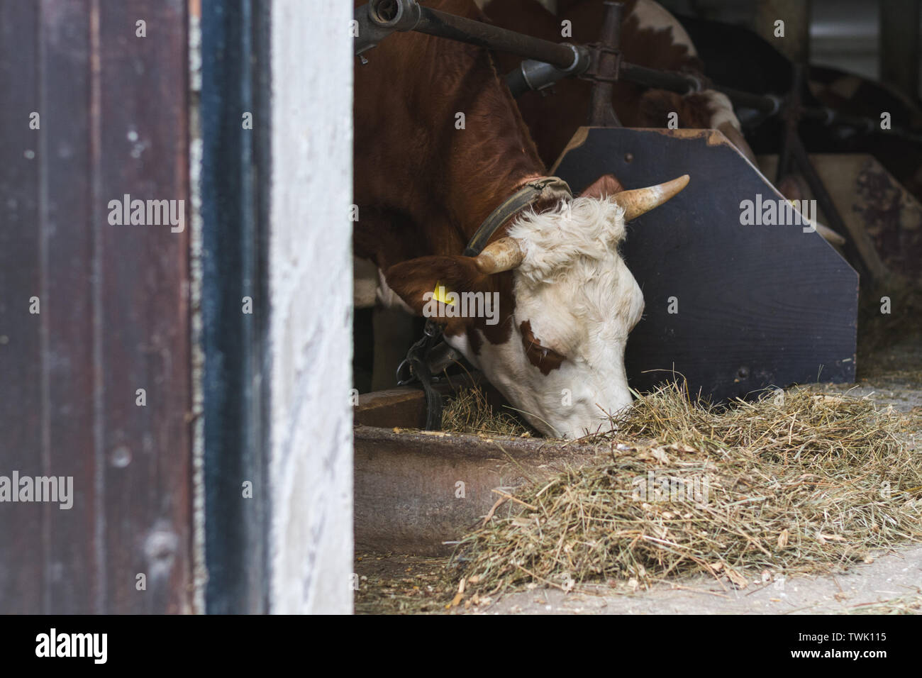 Simmental cow feeding in the cattle barn Stock Photo