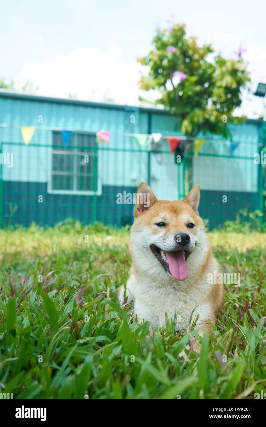 Smiling fat Japanese firedog Stock Photo Alamy