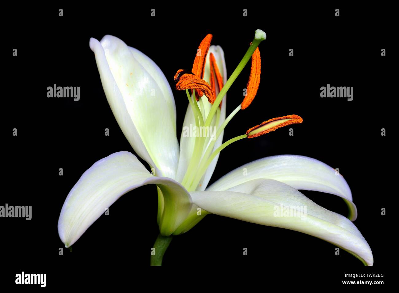 Closeup of lily flowers Stock Photo Alamy