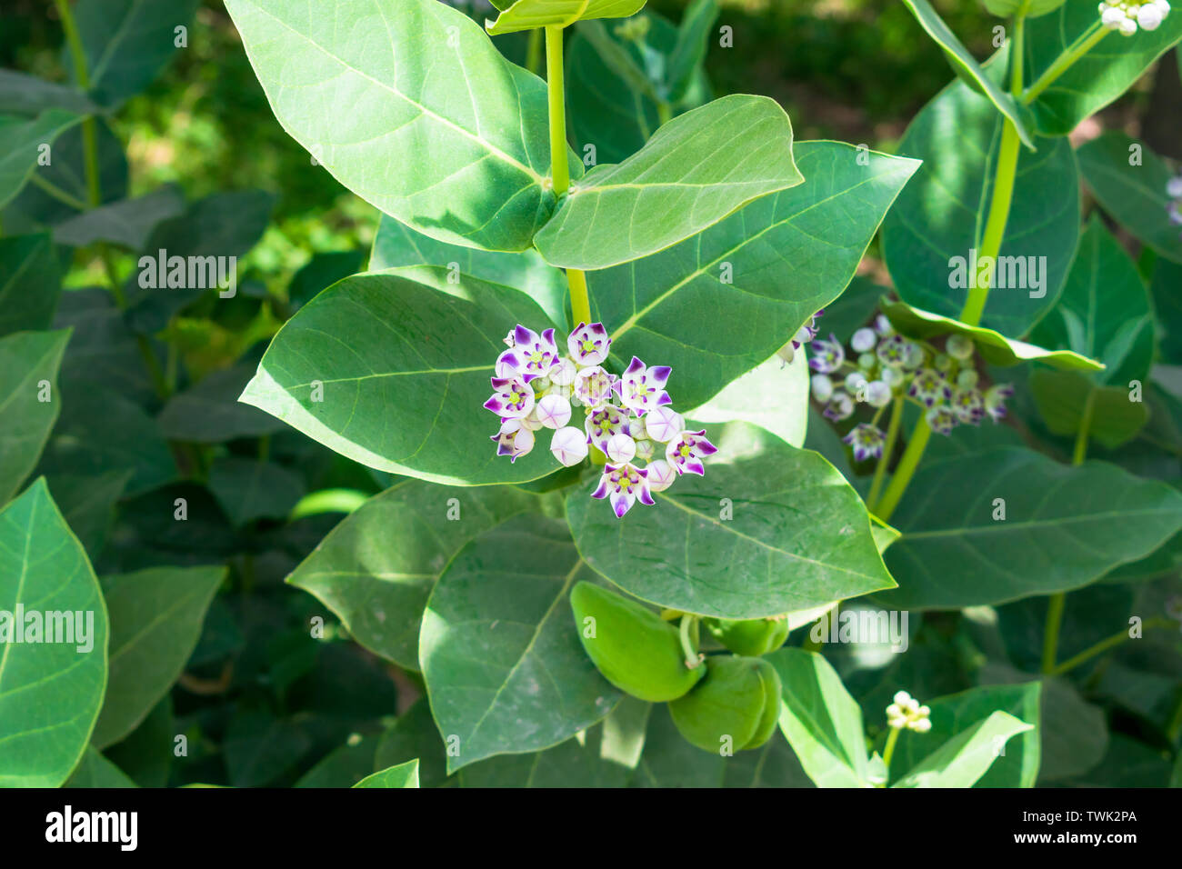 close up of calotropis gigantea plant with a bunch of purple flowers,sodom apple plant with flowers. Stock Photo