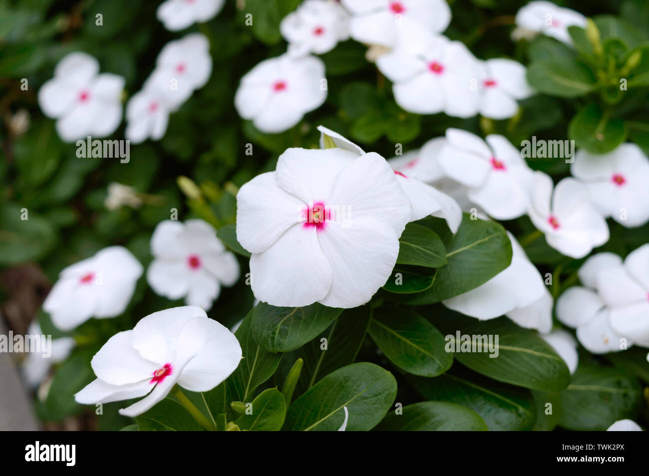 White Flowers Periwinkle In The Garden Beautiful Flower Beds With Flowering Shrubs Stock Photo Alamy