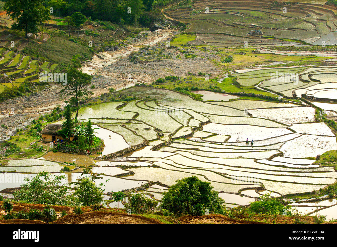 Sunset over terraced rice fields in Ha Giang, Vietnam Stock Photo - Alamy