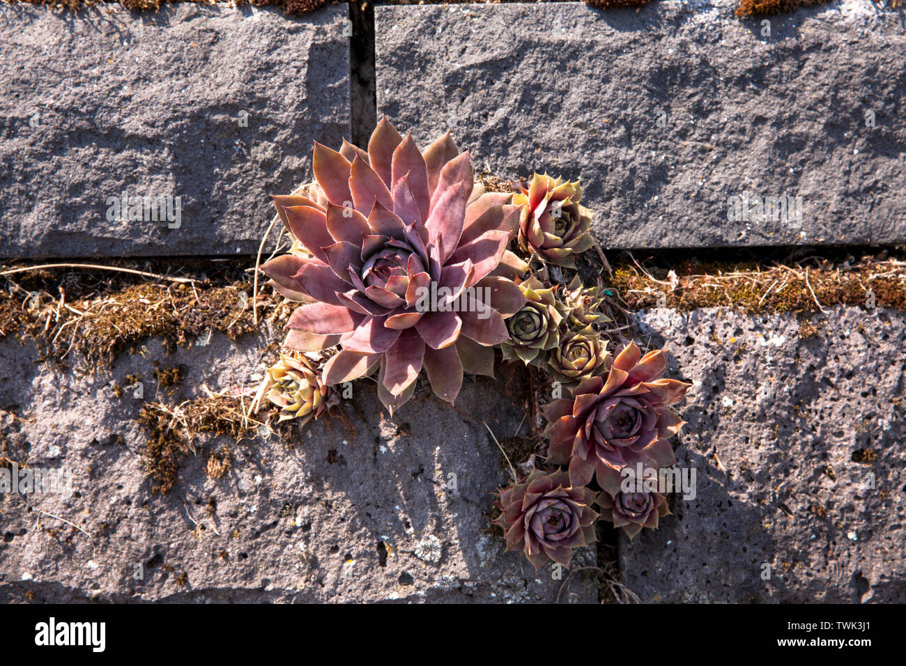 houseleek (Sempervivum tectorum) on the basalt facade of the flood pumping station at the river Rhine in Koeln-Niehl, the vegetation of the wall with Stock Photo