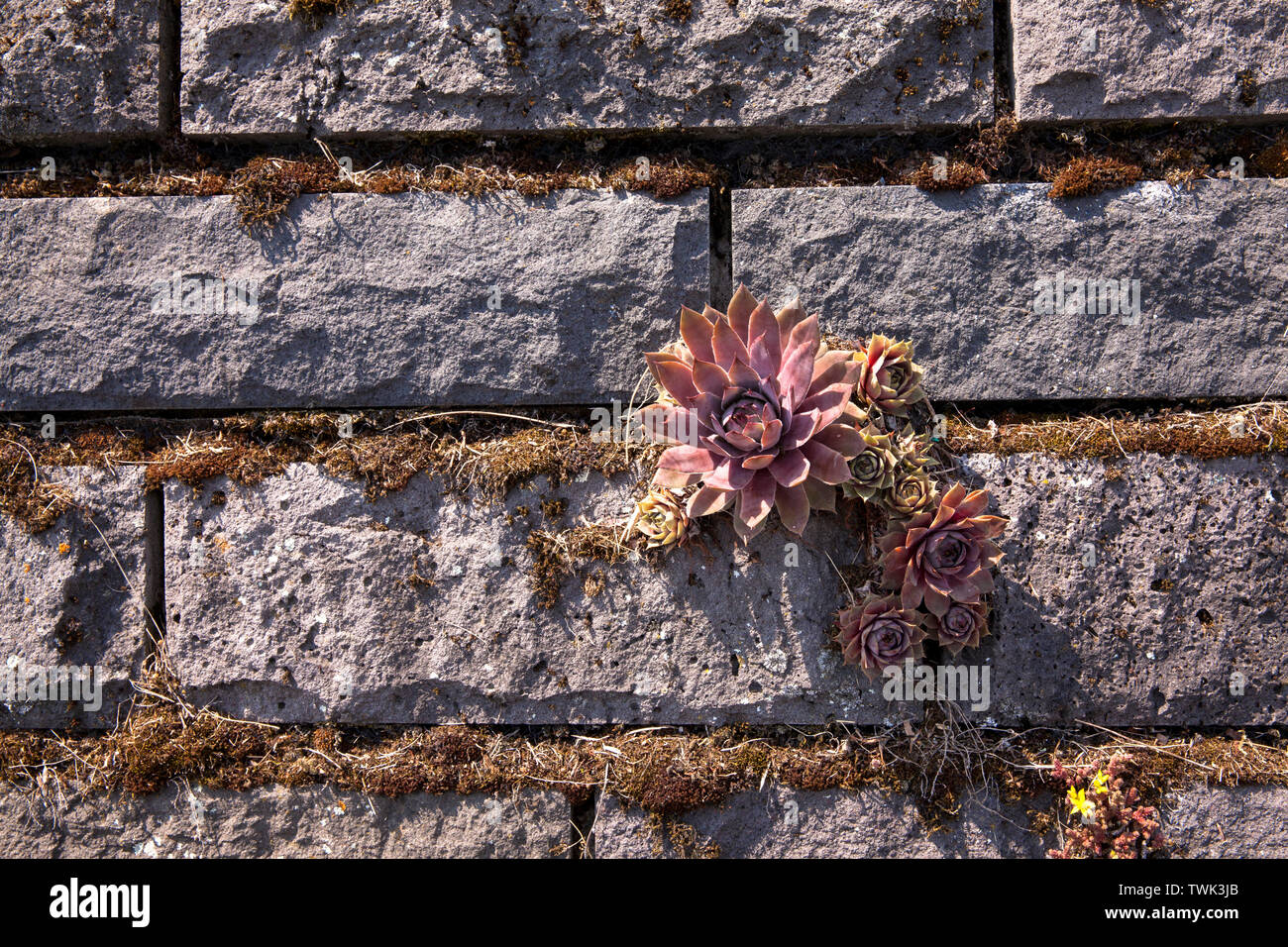 houseleek (Sempervivum tectorum) on the basalt facade of the flood pumping station at the river Rhine in Koeln-Niehl, the vegetation of the wall with Stock Photo