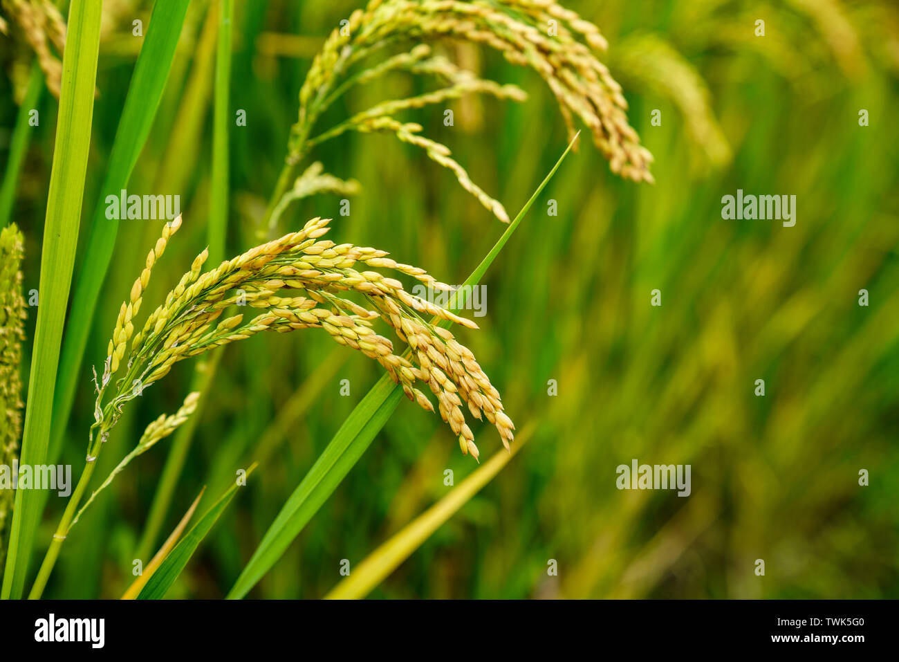 Harvesting rice, rice, rice, grain Stock Photo Alamy