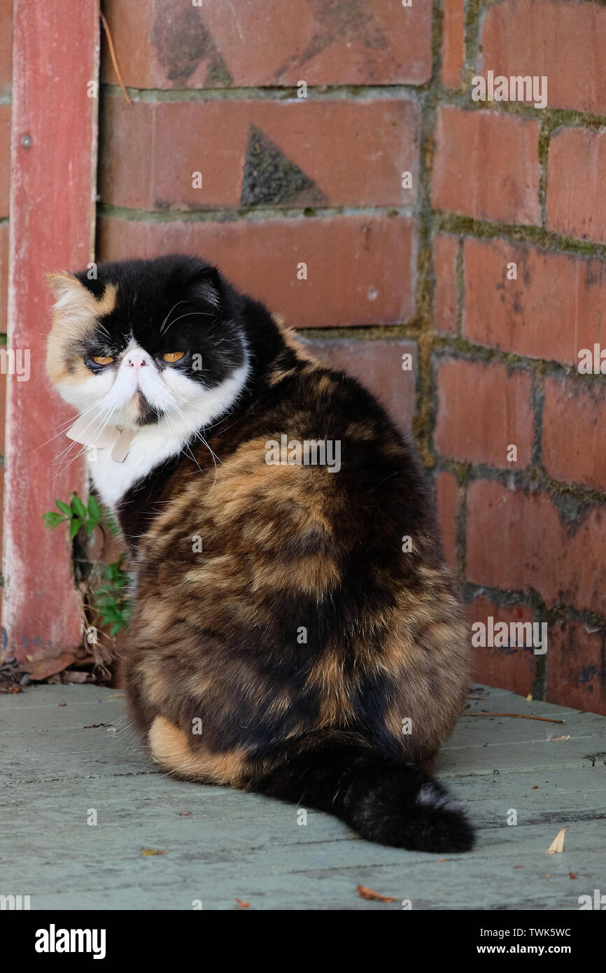 a cat looking back to the camera, persian exotic, brown, black and