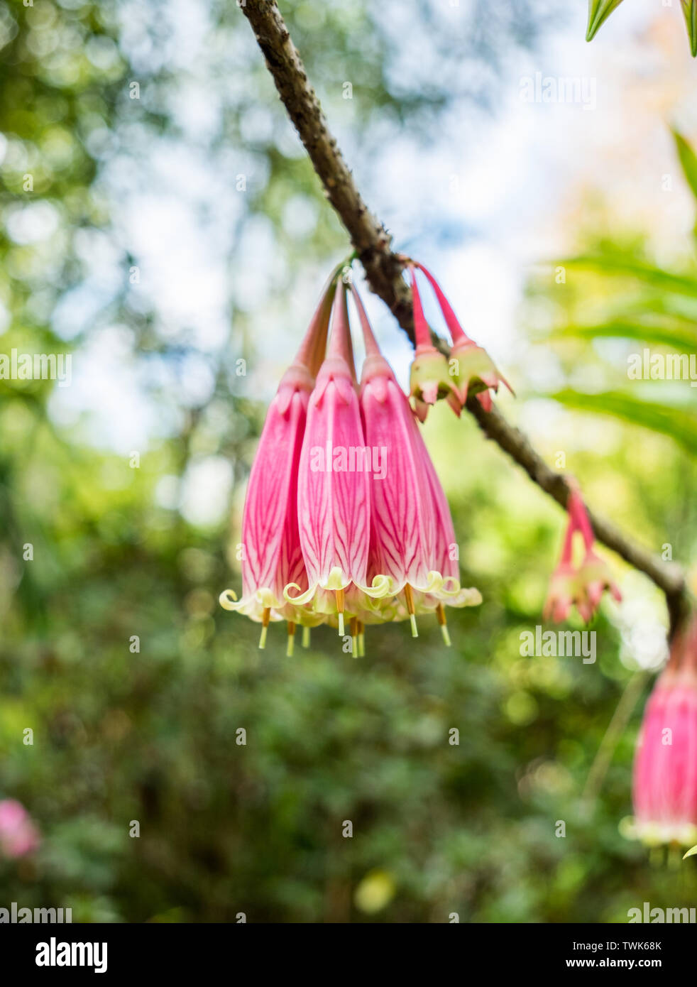 Agapetes megacarpa W.W. Sm.,ERICACEAE, wildflower bunch pink on branch Stock Photo
