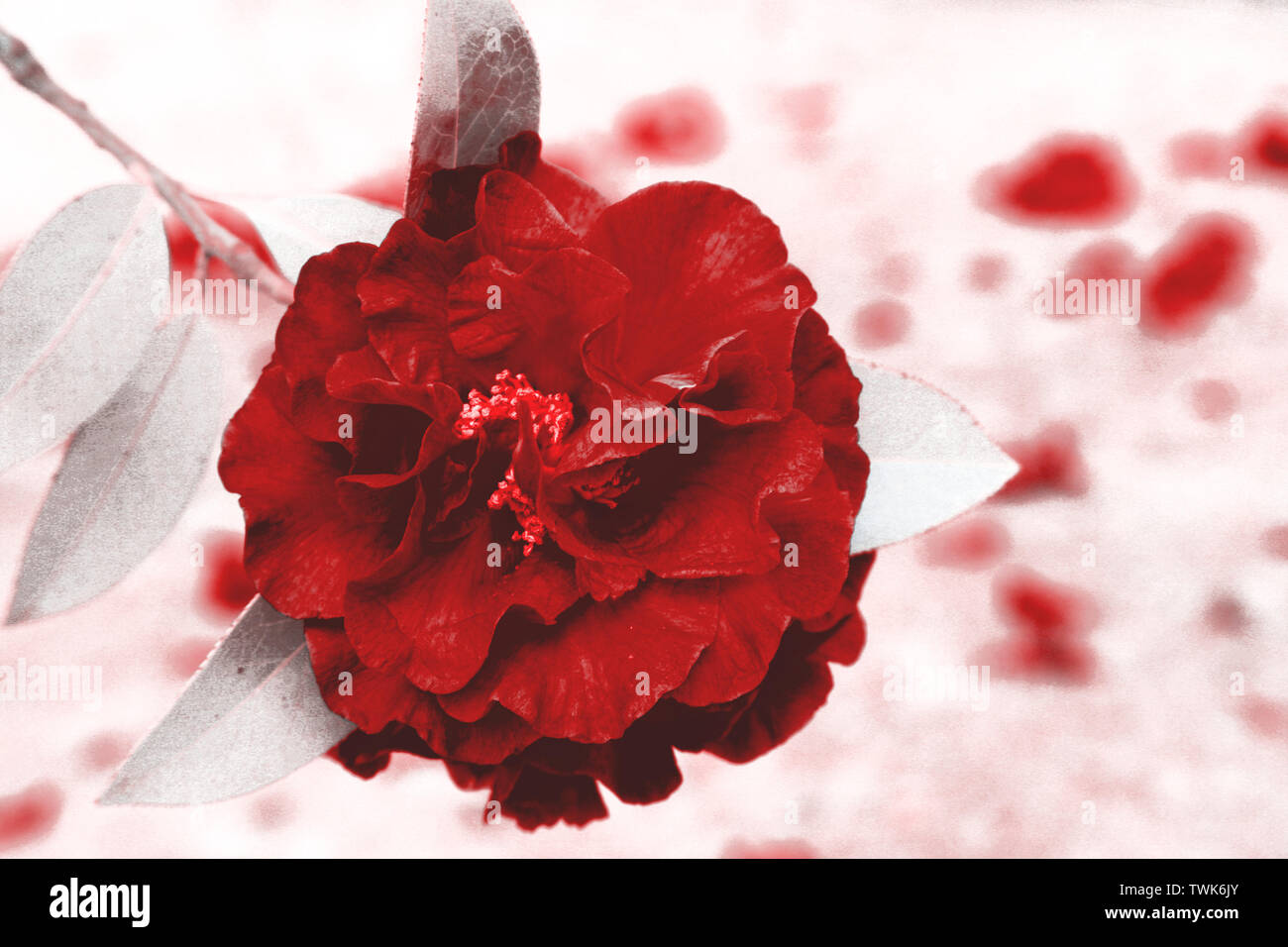 Digitally edited photo of a camellia blossom. The background looks like