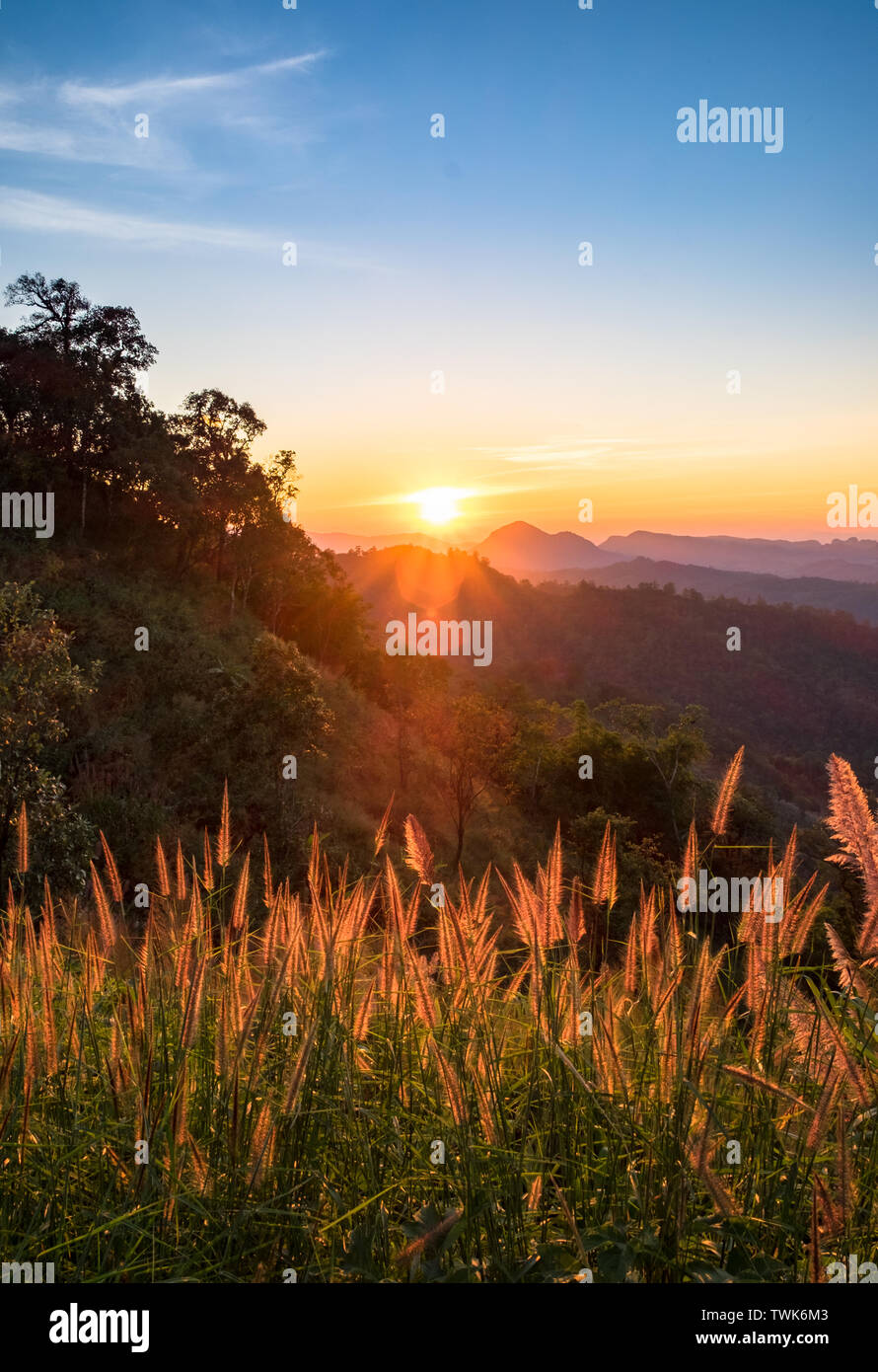 Golden meadow with sun through hill at sunset Stock Photo - Alamy