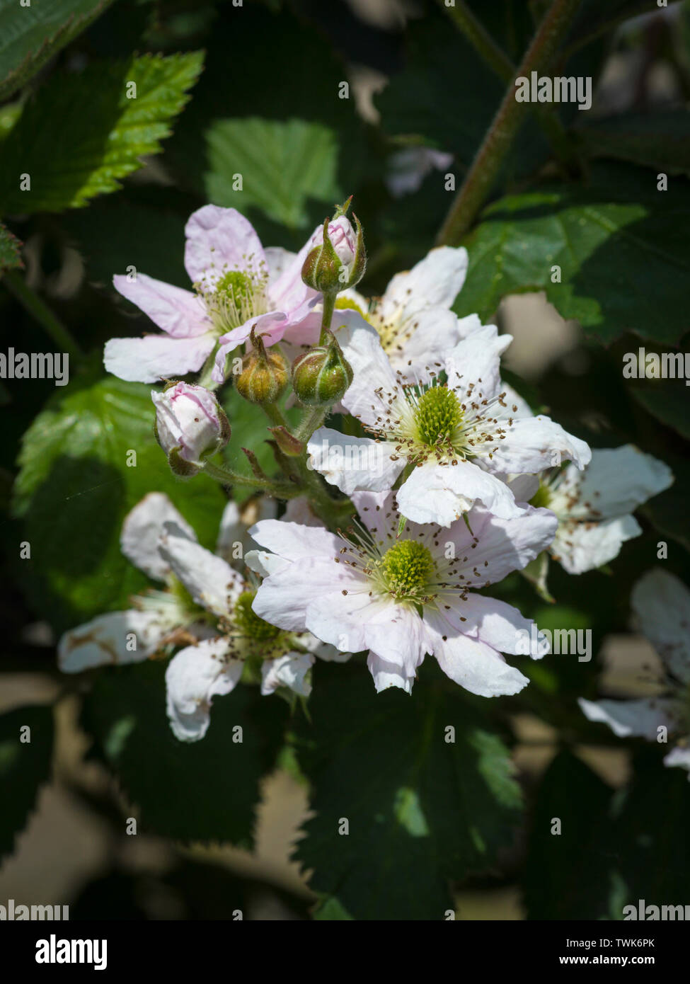 Blackberry flowers (Rubus fruticosus) on the tree Stock Photo