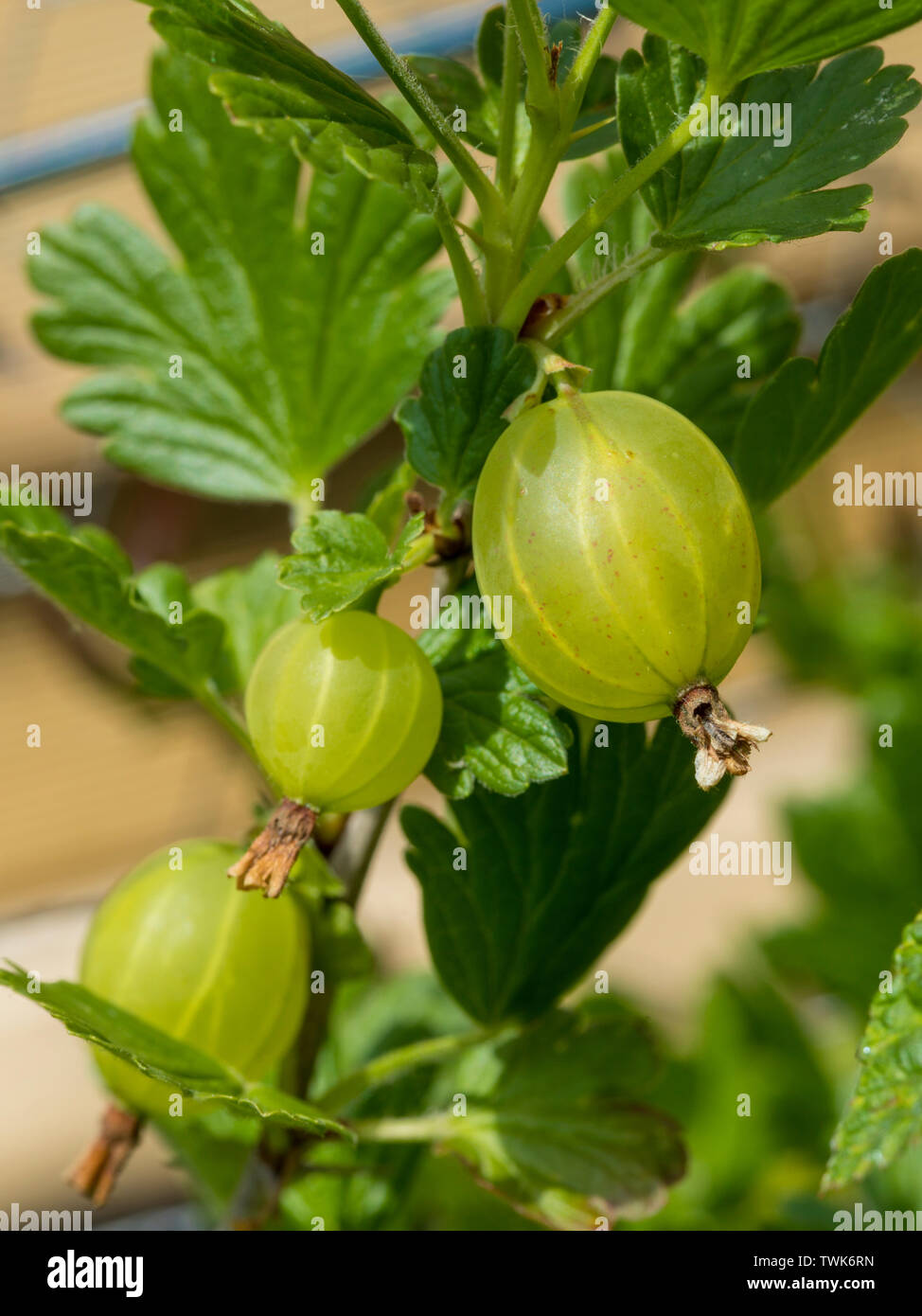 Ripe gooseberry fruit  (ribes uva-crispa) on the bush Stock Photo