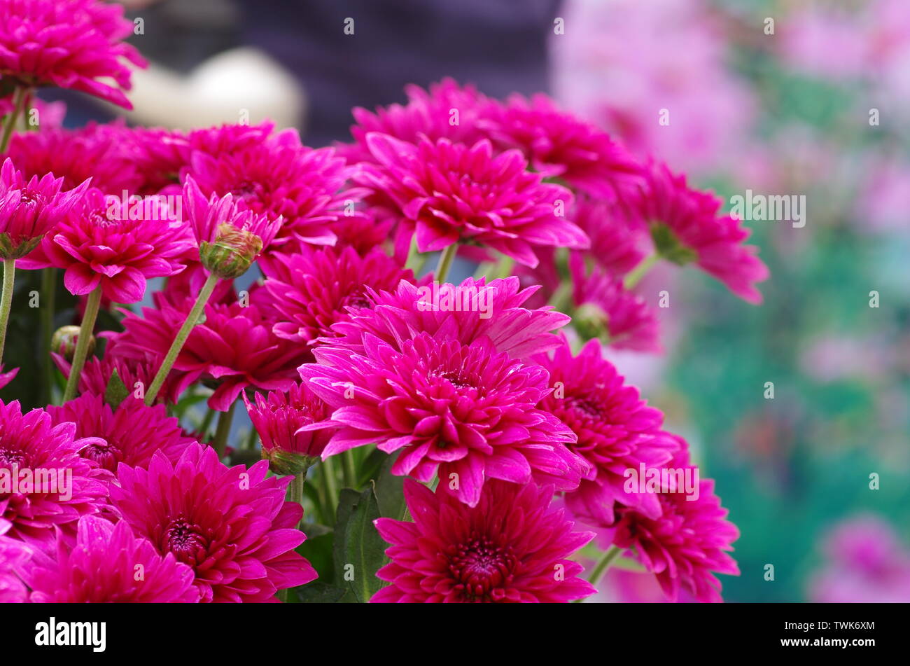 Chrysanthemum blooming china hi-res stock photography and images - Alamy