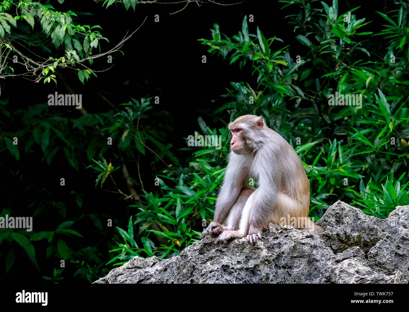 Apes primates monkeys hi-res stock photography and images - Alamy