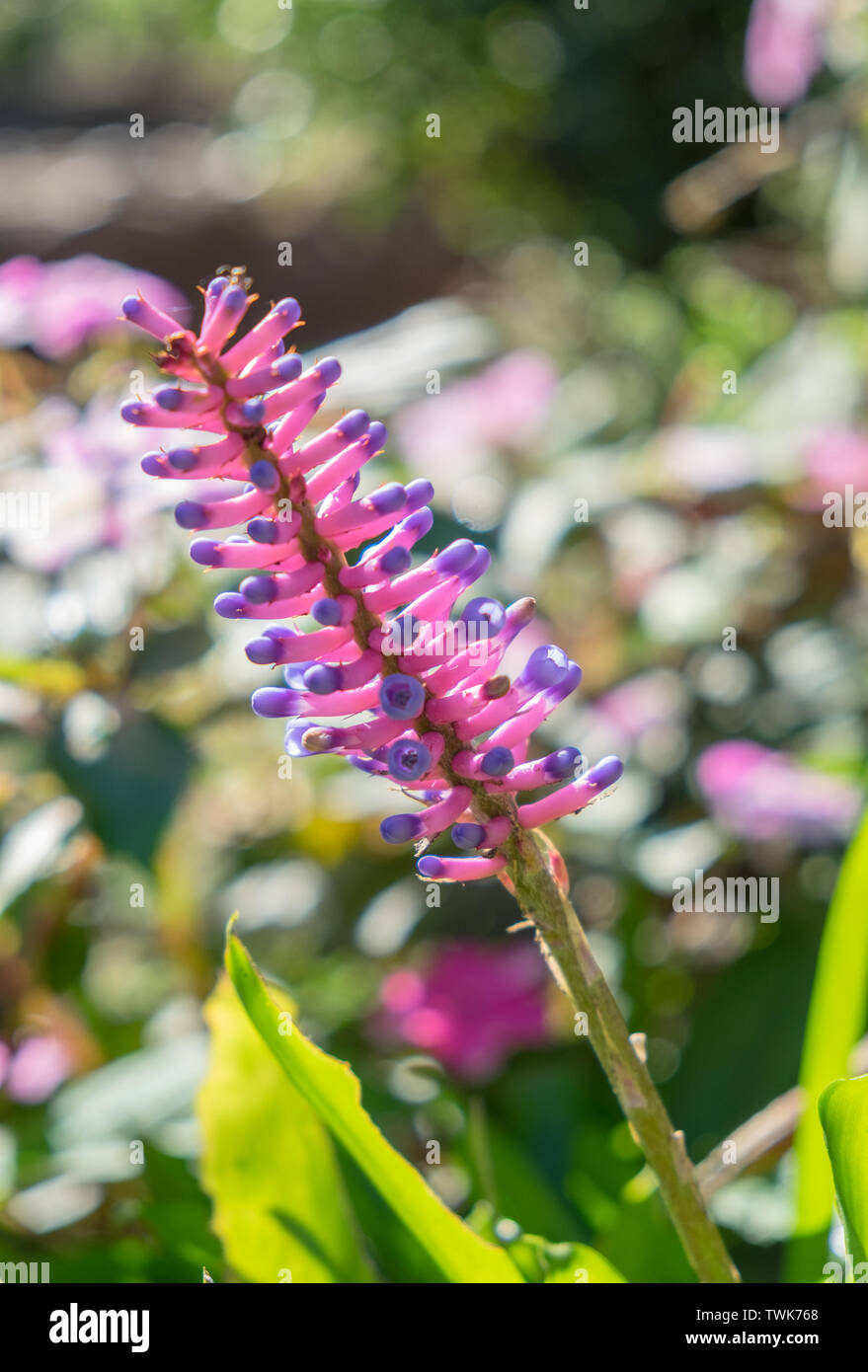 Matchstick Bromeliad,aechmea gamosepala flower pink and blue in garden Stock Photo