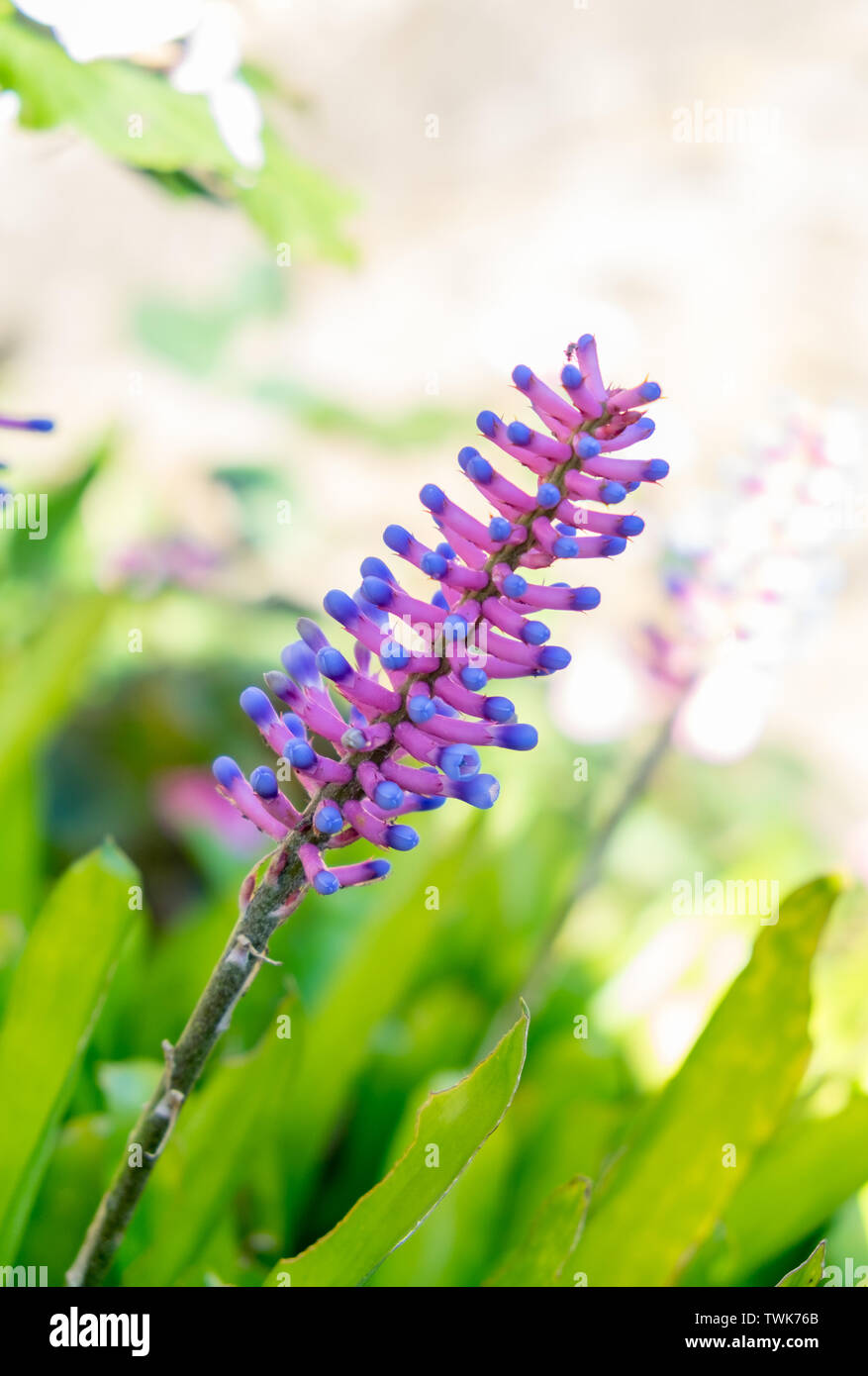 Matchstick Bromeliad,aechmea gamosepala flower pink and blue in garden Stock Photo