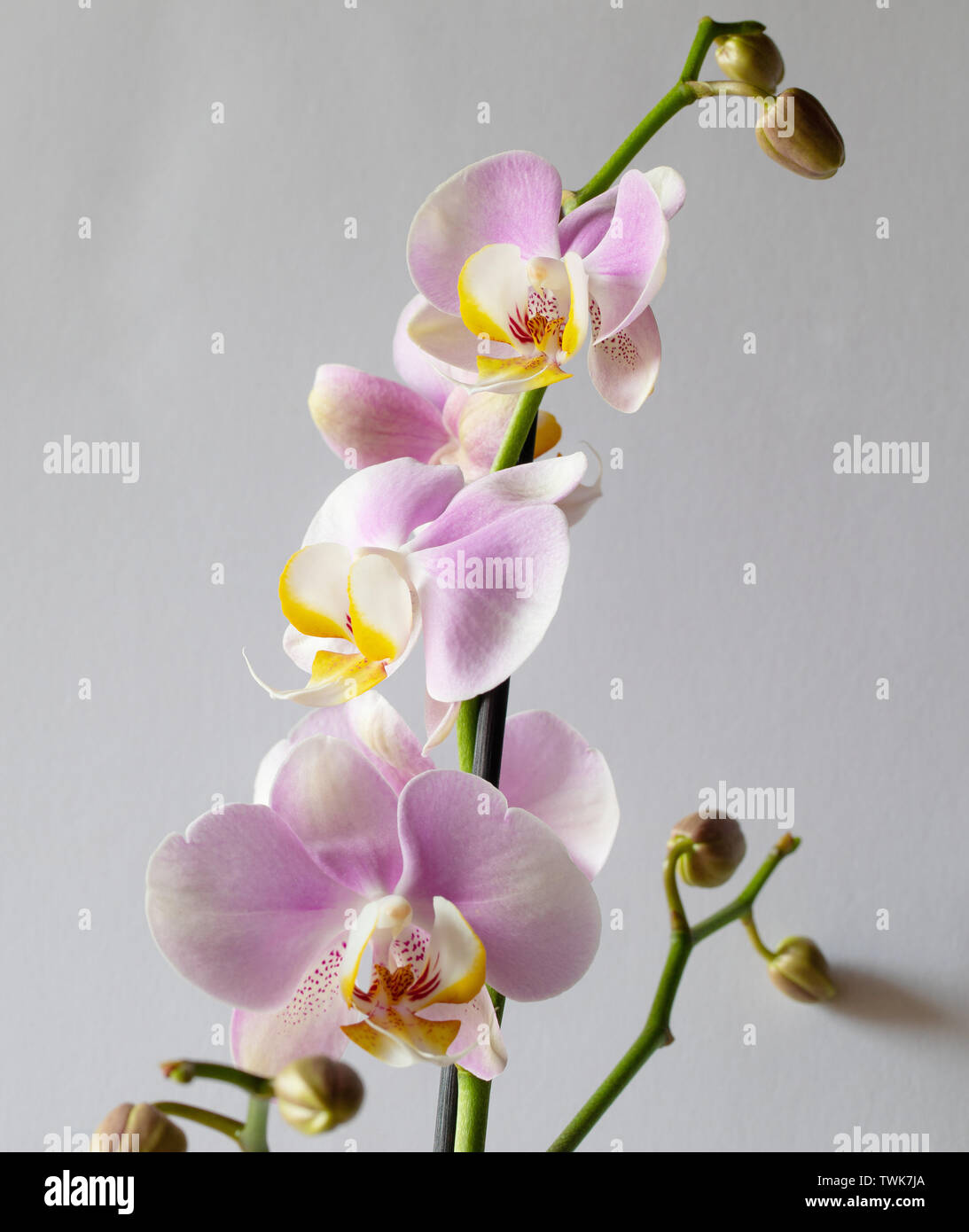 Beautiful pink orchid flowers isolated on a white background Stock ...