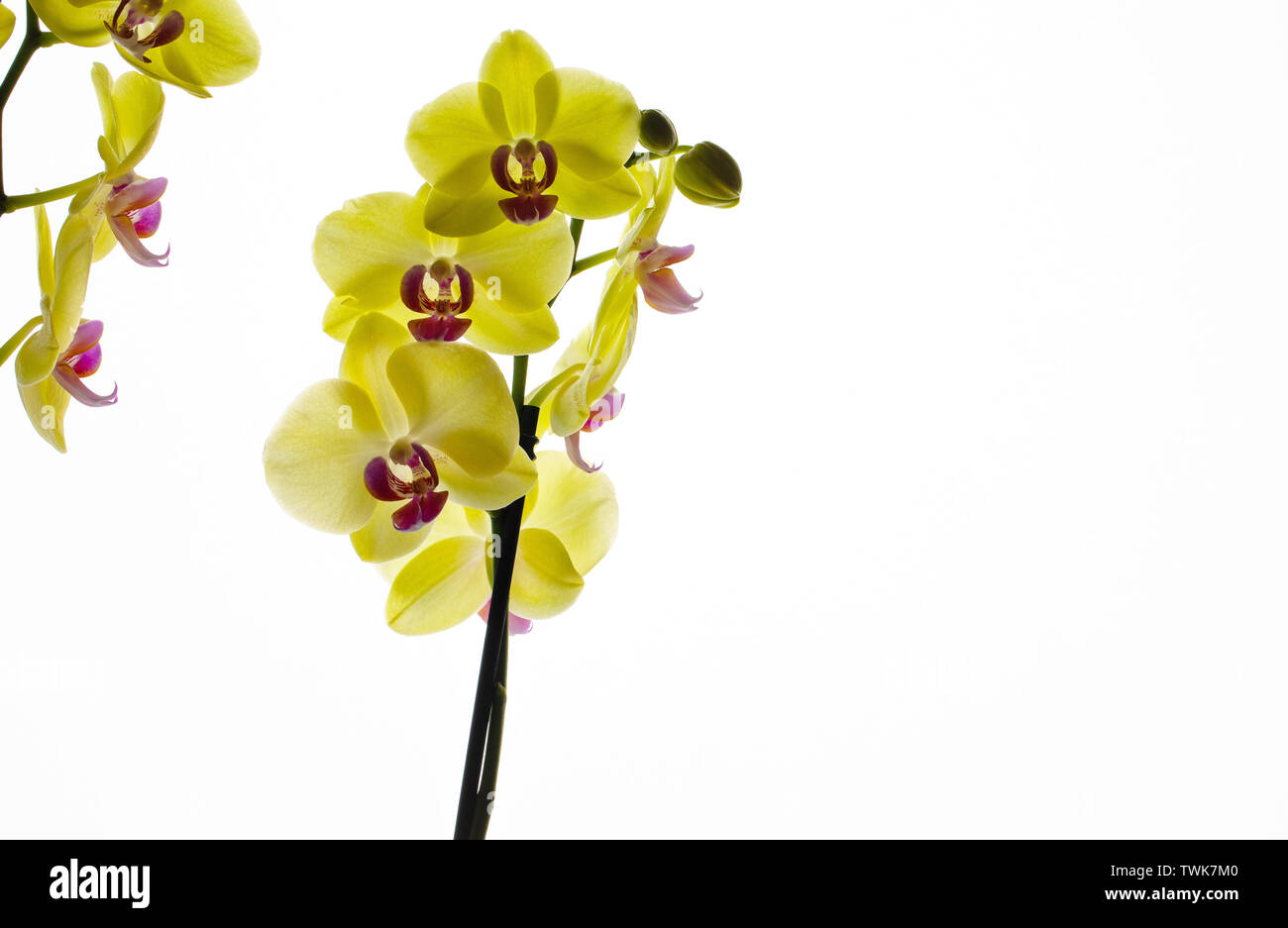 Beautiful yellow orchid flowers isolated on a white background Stock ...