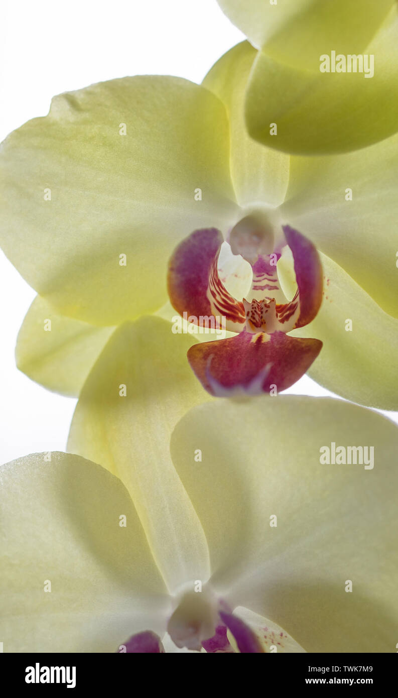 Beautiful yellow orchid flowers isolated on a white background Stock ...