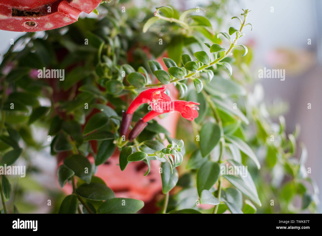 Aeschynanthus  also known as Lipstick Plant. Aeschynanthus is a genus of about 150 species of evergreen subtropical plants in the family Gesneriaceae. Stock Photo