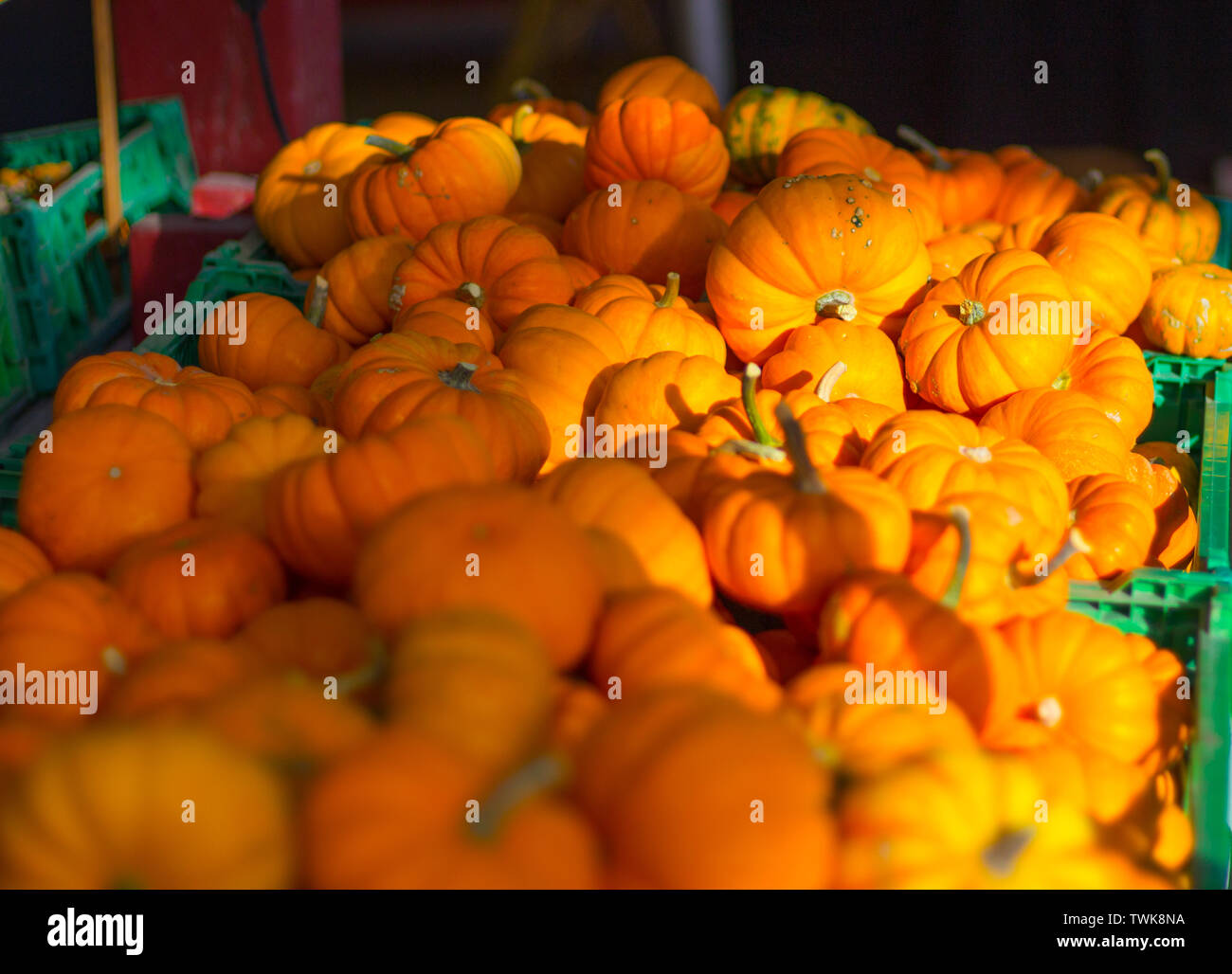 Pumpkins on display at a farm Stock Photo