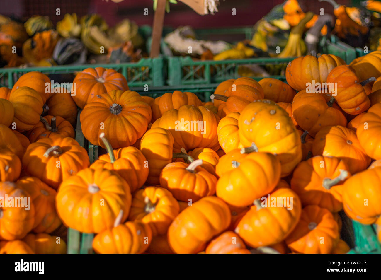 Pumpkins on display at a farm Stock Photo - Alamy