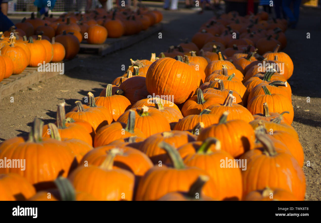 Pumpkins on display at a farm patch Stock Photo