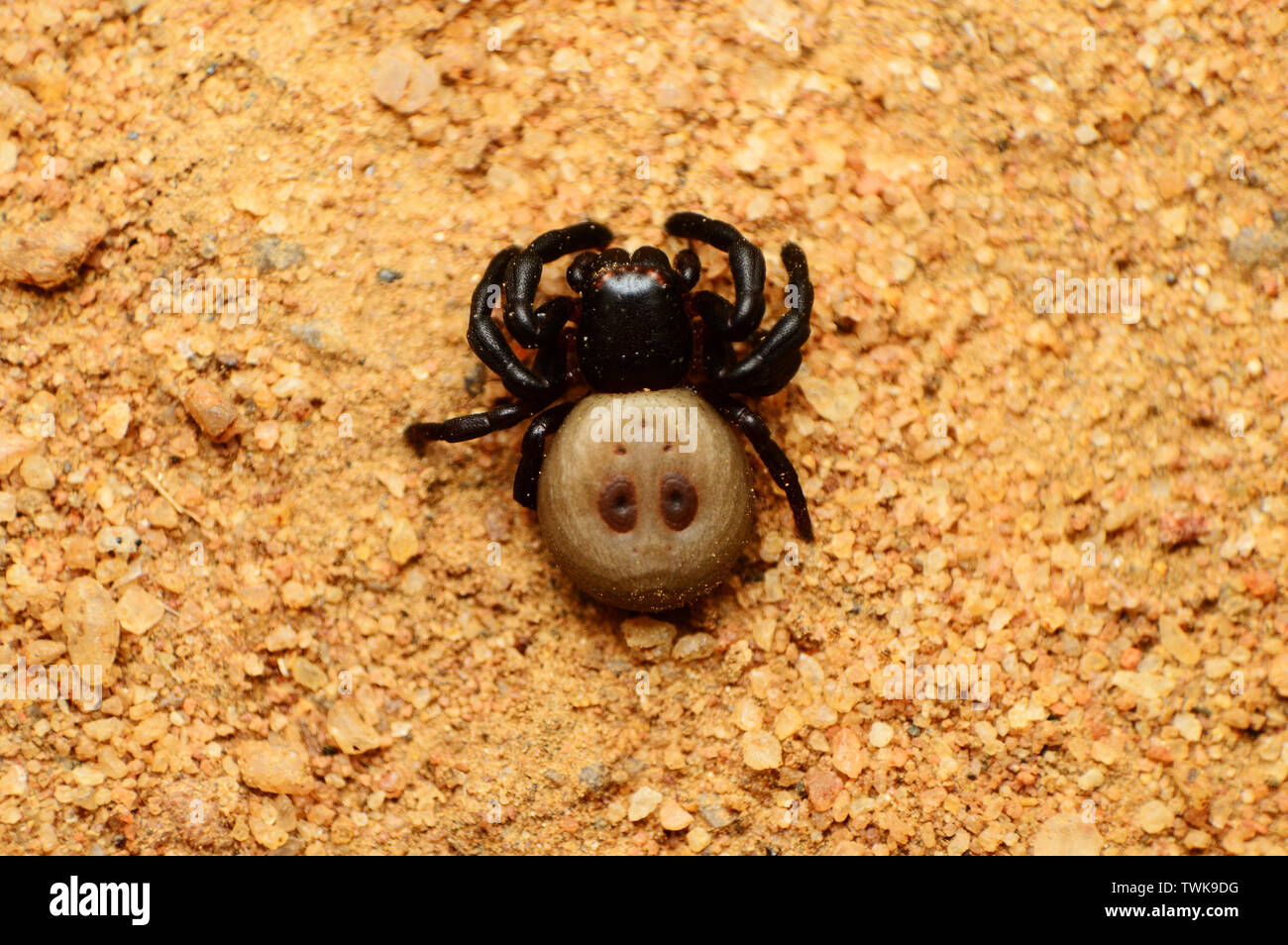 Blue tick fish hires stock photography and images Alamy