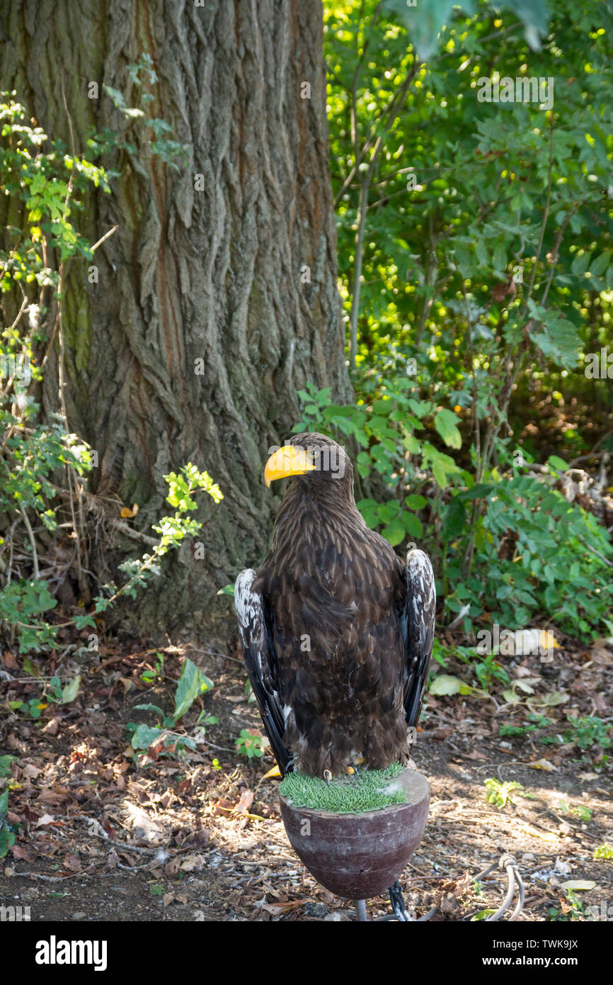 Biggest sea eagle hi-res stock photography and images - Alamy