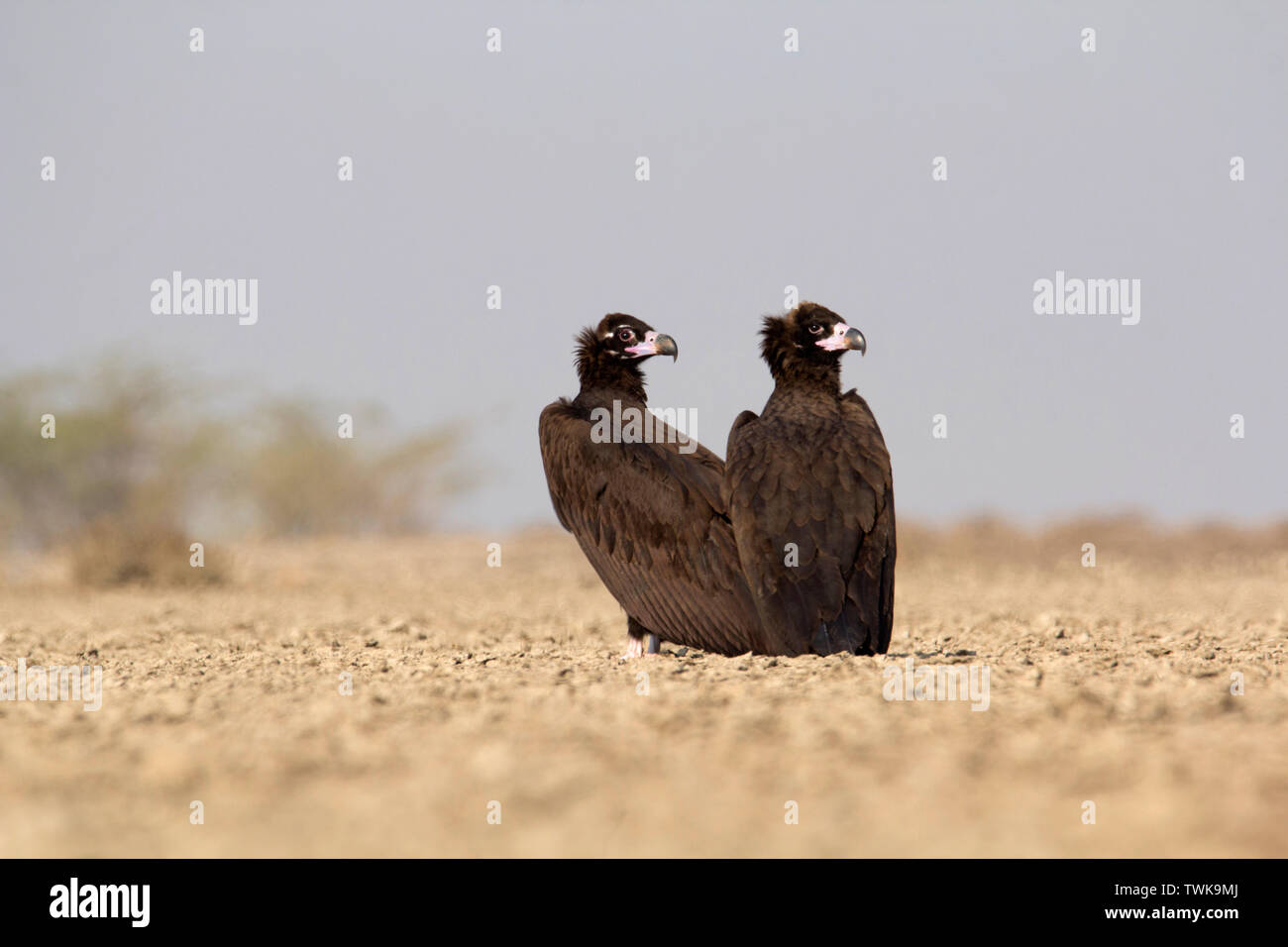 Cinereous Vulture, Aegypius monachus, Little Rann of Kutch, Gujarat, India. Stock Photo
