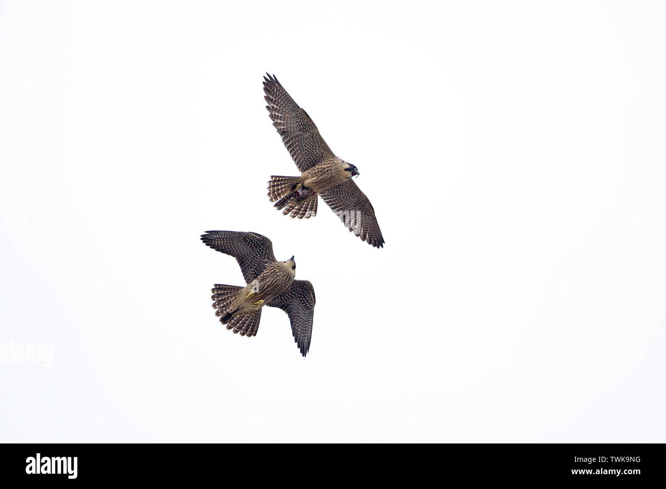 Cathedral Cut Out Stock Images Pictures Page 3 Alamy