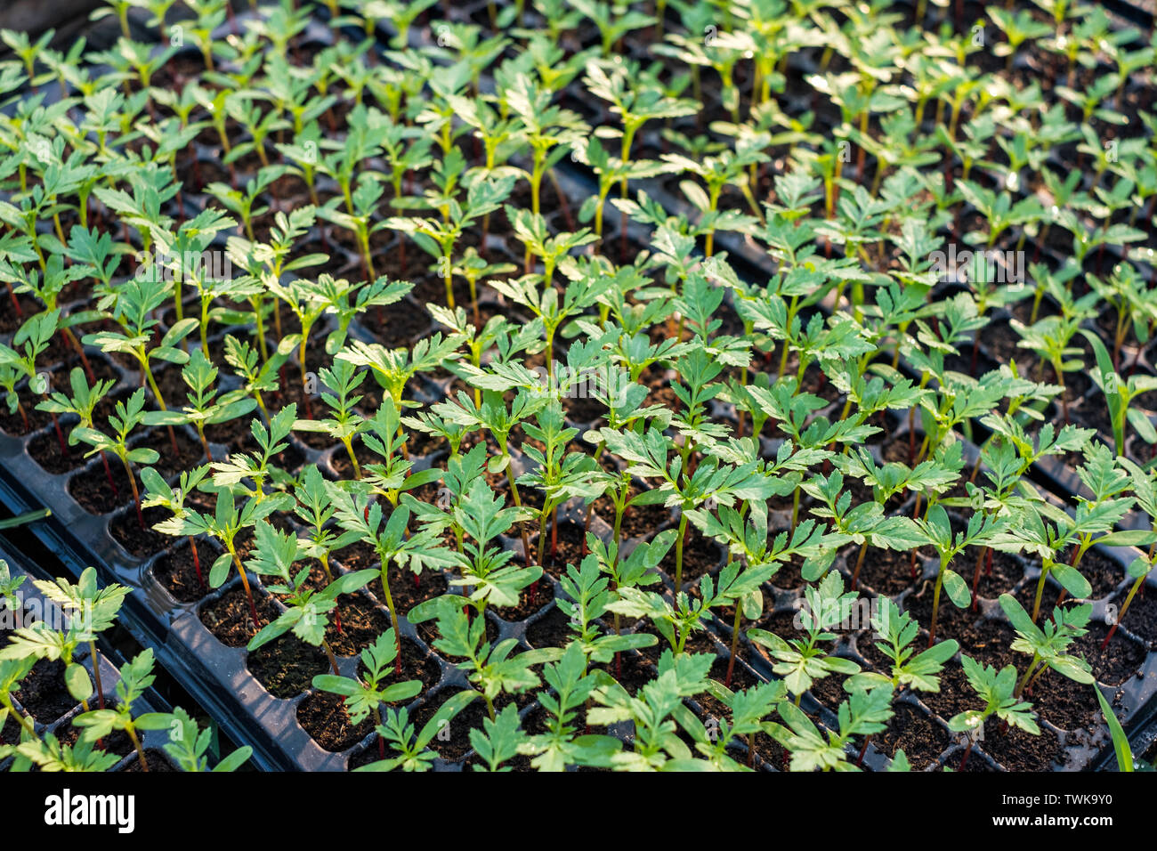 Marigold Sprout High Resolution Stock Photography And Images Alamy