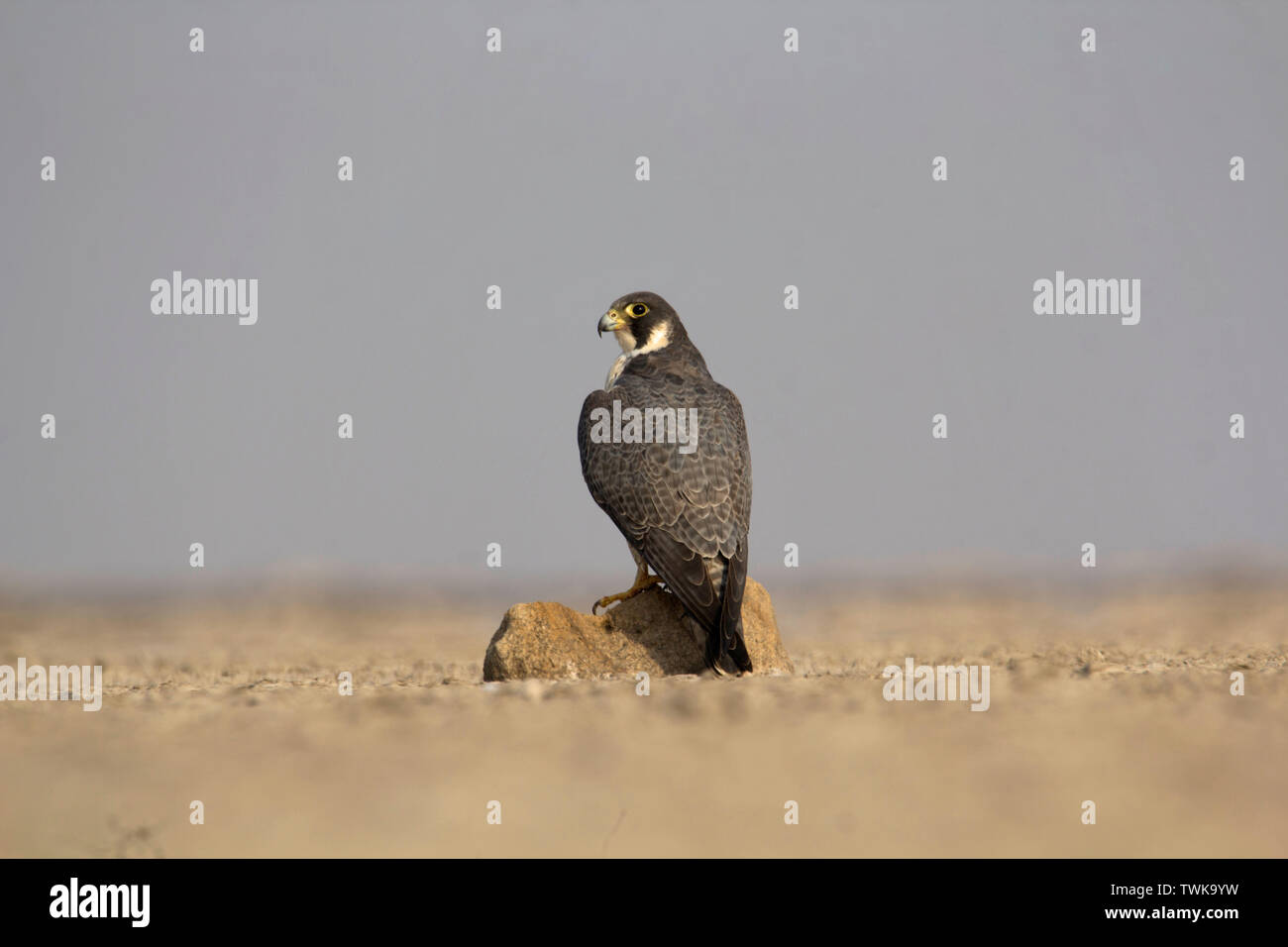 Peregrine falcon, Falco peregrinus, Little Rann of Kutch, Gujarat, India. Stock Photo