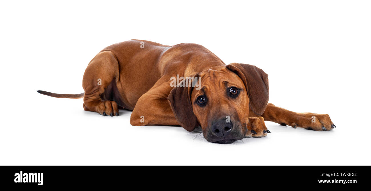 Cute wheaten Rhodesian Ridgeback puppy dog with dark muzzle, laying ...