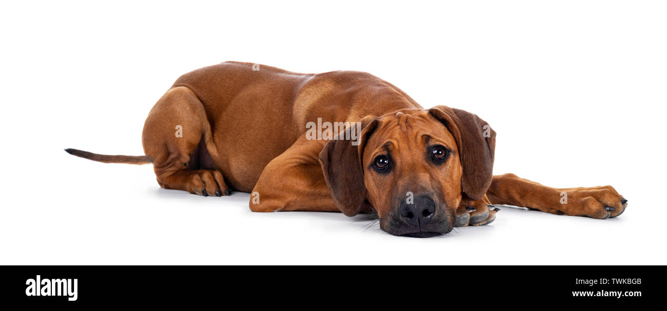 Cute wheaten Rhodesian Ridgeback puppy dog with dark muzzle, laying down side ways facing front. Looking at camera with sweet brown eyes and sad face. Stock Photo