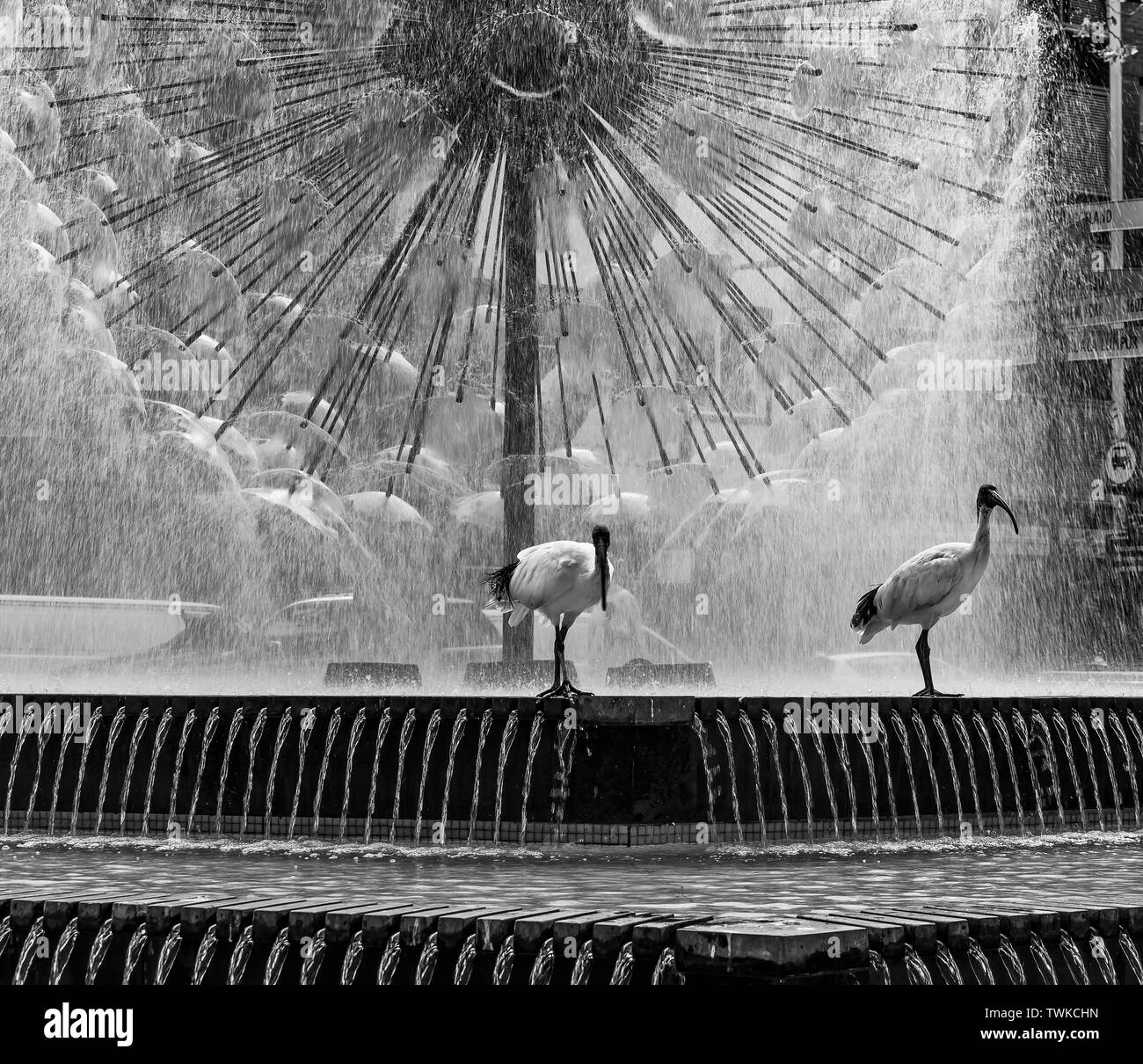 Pair of ibis birds in black and white, with the beautiful El Alamein Memorial fountain in the background, Kings Cross, Sydney, Australia Stock Photo