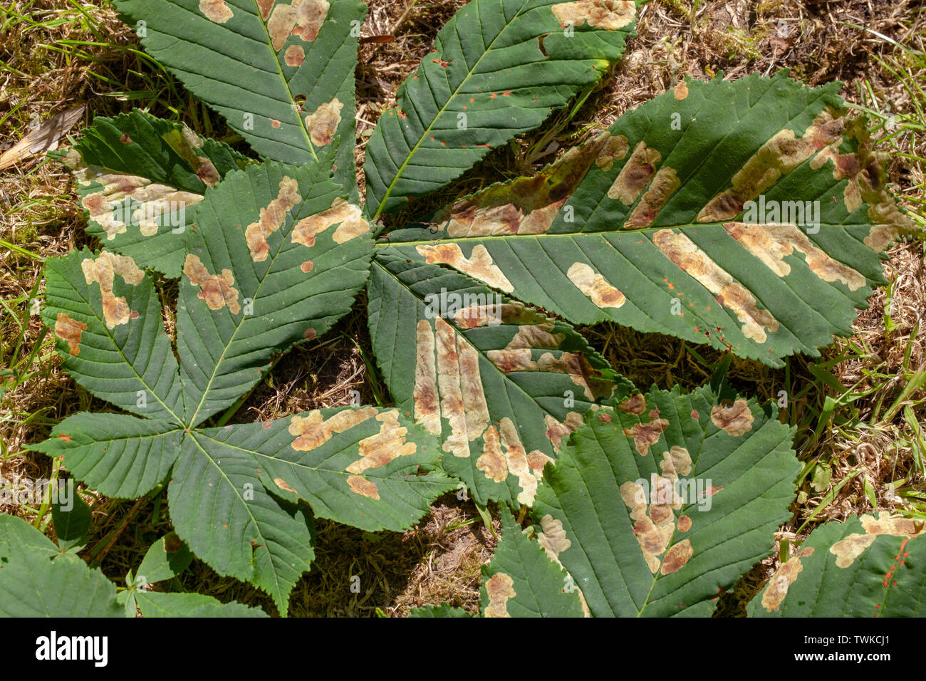 Horse Chestnut leaves (Aesculus hippocastanum). Grounded. Diseased. Leafminer moth (Cameraria ohridella), larvae, caterpillar, feeding, activity, along and between veins of the leaves. Upper side view. Stock Photo