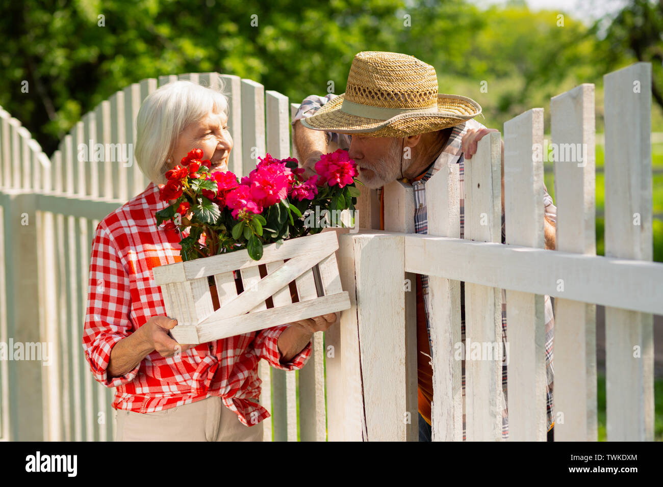 Smelling pink flowers. Bearded man wearing straw hat smelling pink flowers while talking with neighbor Stock Photo