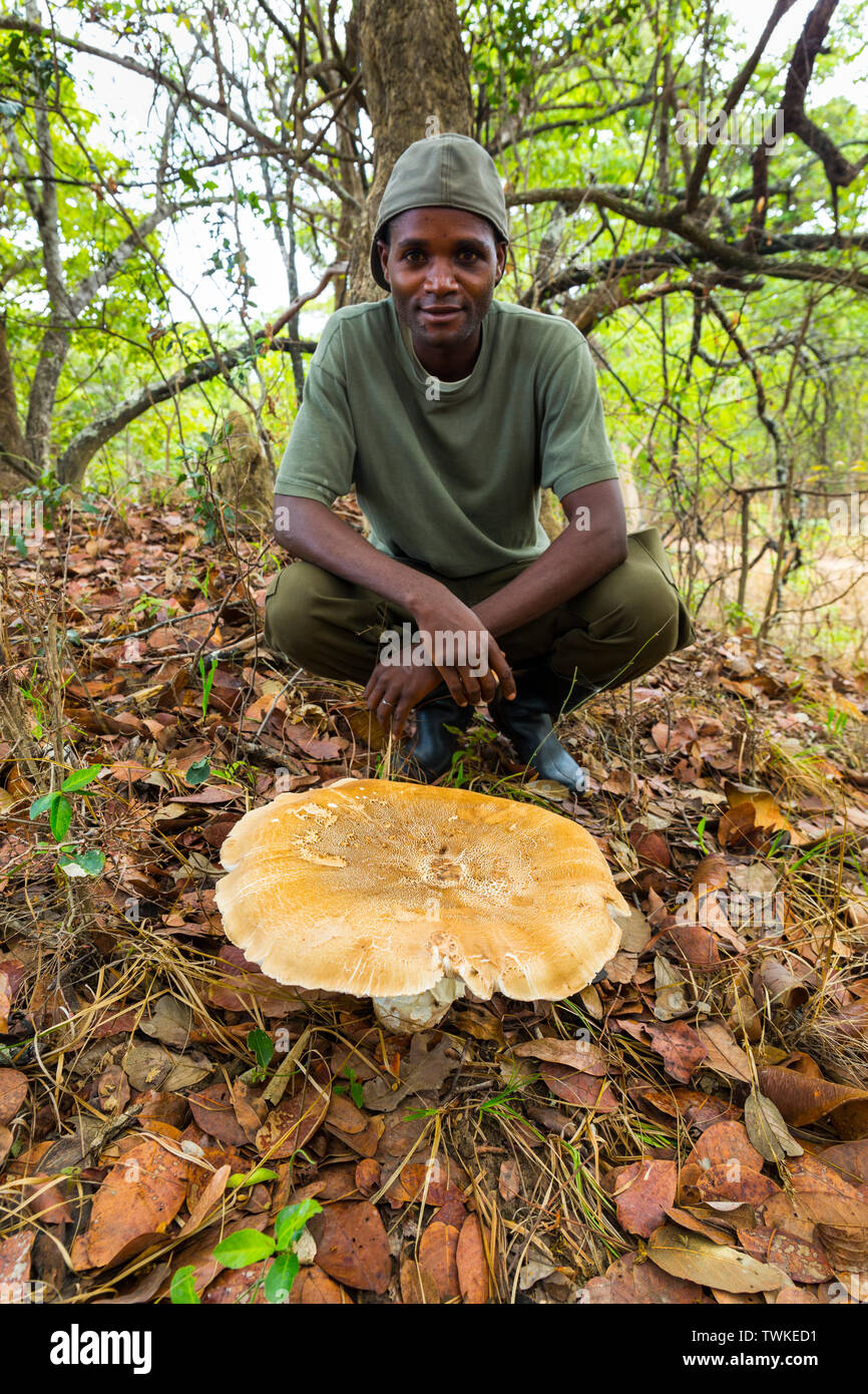 Giant Mushroom, Kasanka National Park, Serenje, Zambia, Africa Stock