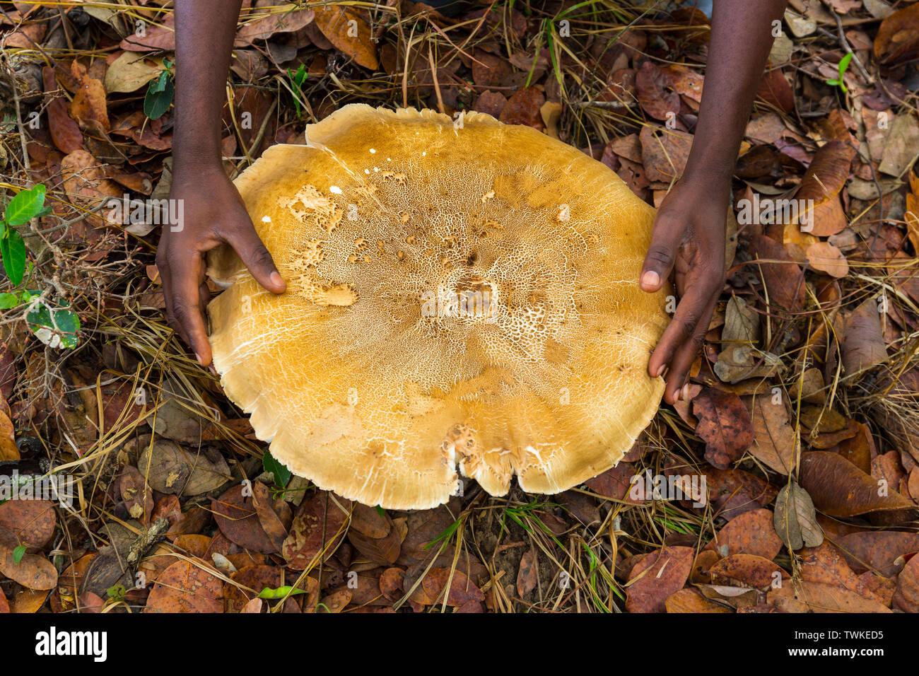 Giant fruit bat hires stock photography and images Alamy