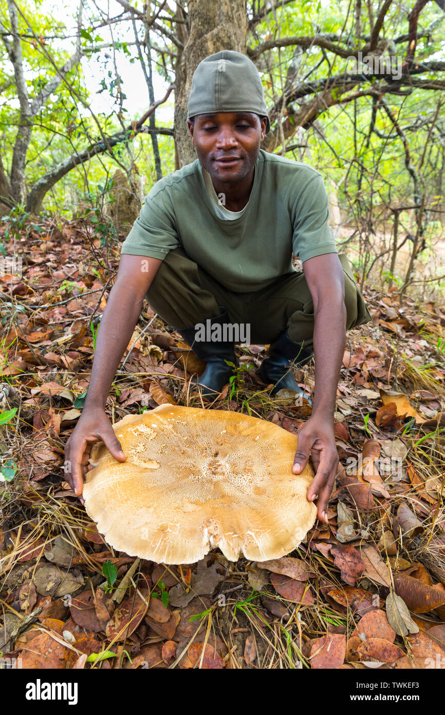 Giant Mushroom, Kasanka National Park, Serenje, Zambia, Africa Stock