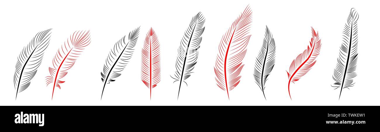 Collection of feather illustration, drawing, engraving, ink line art ...